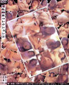 淫乱熟女コレクション No7--のパッケージ画像
