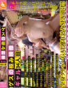 ゲスの極み映像 ギャル34人目－フルセイルのDVD画像